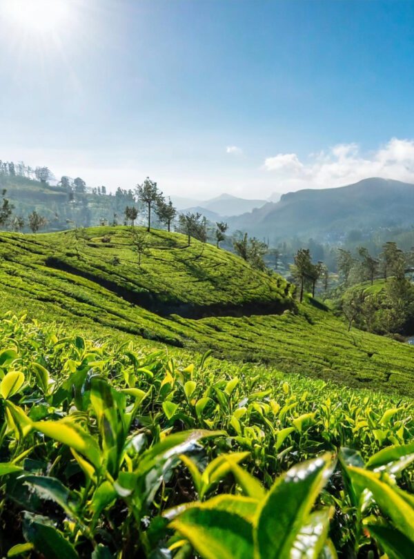 nuwara eliya trip